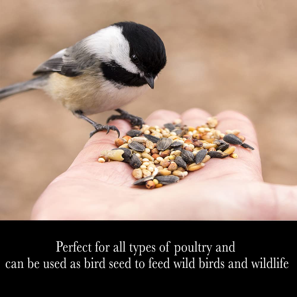Whole Grain Scratch Feed 5-Pounds Y48306