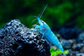 Freshwater Aquarium Shrimp K282