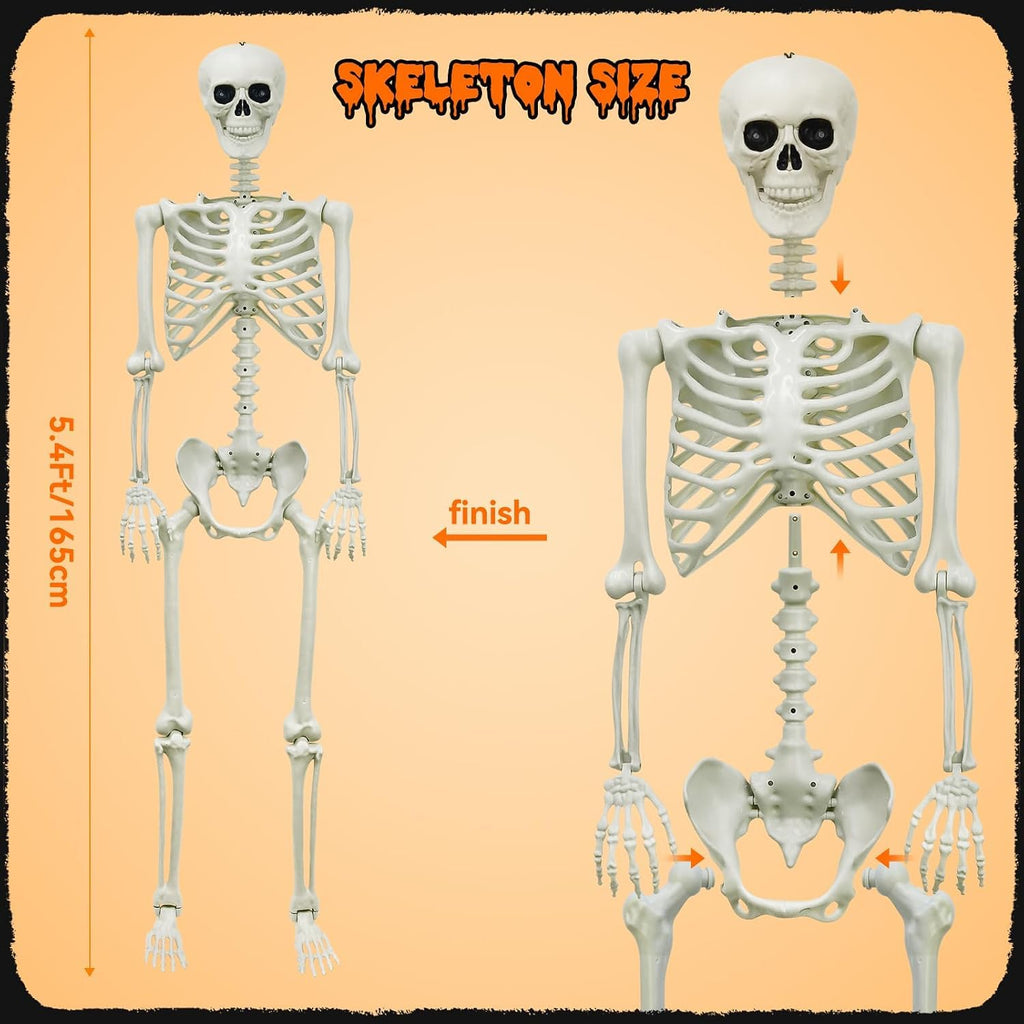 5.4Ft Posable Skeleton E17198