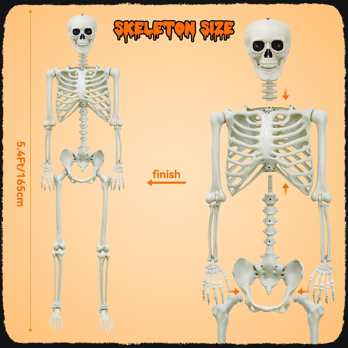 5.4Ft Posable Skeleton E17198