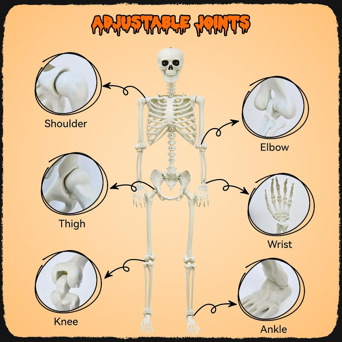 5.4Ft Posable Skeleton E17198