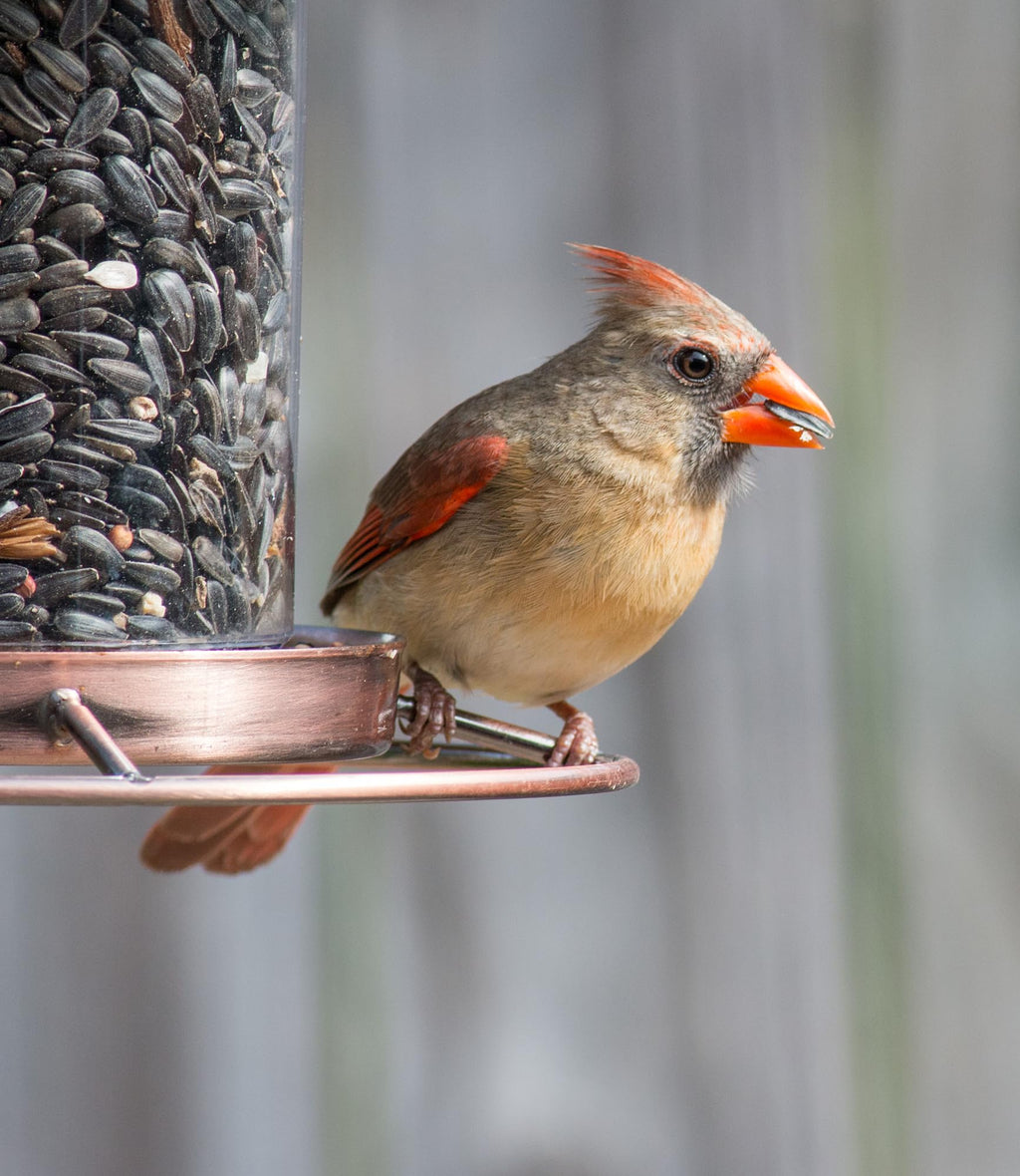Wild Bird Seed 20 lb A98403