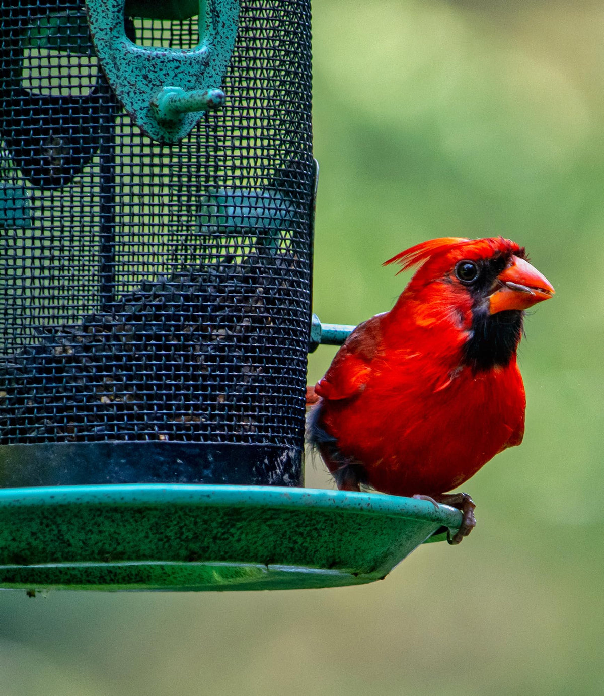 Wild Bird Seed 20 lb A98403